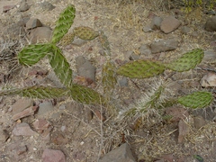 Opuntia elizondoana