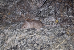 Chaetodipus