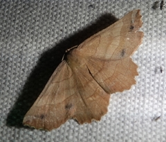 Euchlaena johnsonaria