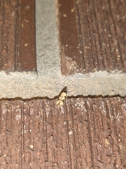 Taygete decemmaculella