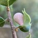 Pear Gall Wasp - Photo (c) Merav Vonshak, some rights reserved (CC BY-NC), uploaded by Merav Vonshak