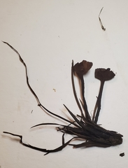 Sclerotinia