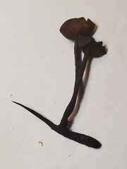 Sclerotinia