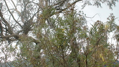 Senecio cinerarioides