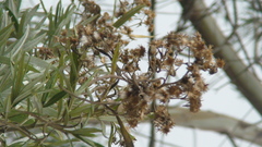 Senecio cinerarioides