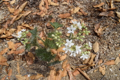 Cnidoscolus maculatus