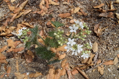 Cnidoscolus maculatus