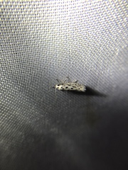 Yponomeuta multipunctella