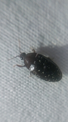 Chelonarium lecontei