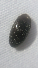 Chelonarium lecontei