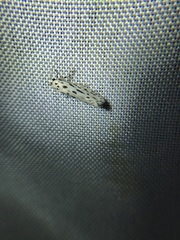 Yponomeuta multipunctella