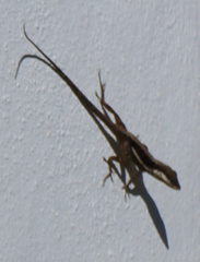 Anolis pulchellus