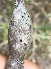 Protobalandricus spectabilis