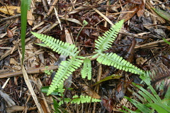 Dicranopteris linearis
