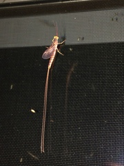 Hexagenia bilineata