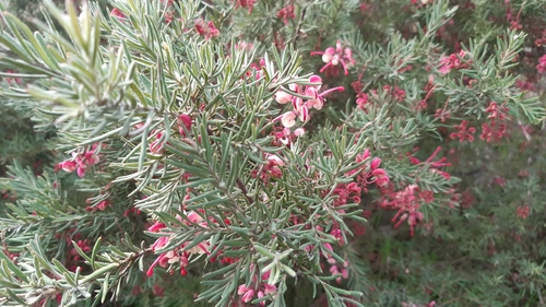 Image of Grevillea lanigera by (c) Matthew Lincoln, some rights reserved (CC BY)