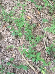 Lysimachia radicans
