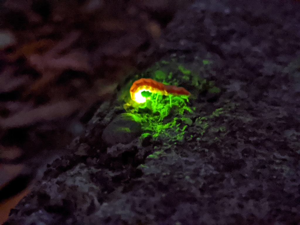 Blood Worms: Glow Hot Pink