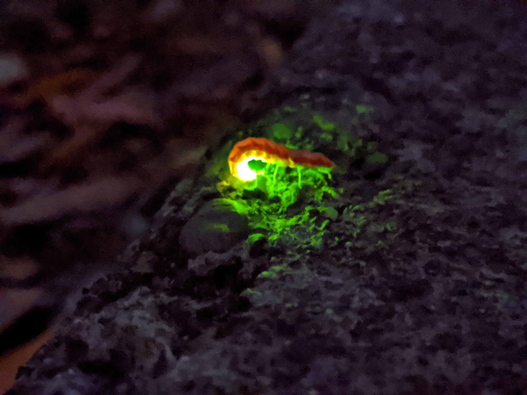 Carnivorous Glow Worms