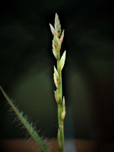 Eragrostis boinensis image