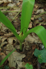 Colchicum umbrosum