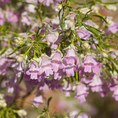 Eremophila sturtii