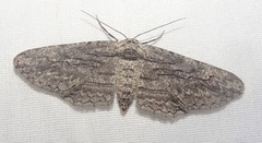 Iridopsis obliquaria