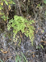 Adiantum jordanii image