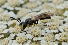 Cerceris rybyensis