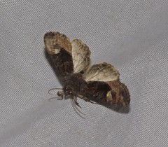 Euplexia benesimilis