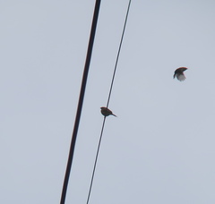Emberiza cioides