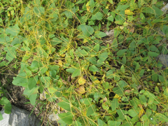 Cuscuta pentagona