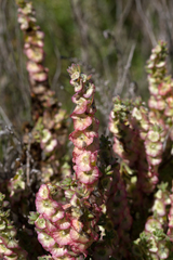 Maireana trichoptera