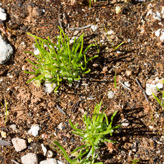 Isoetopsis graminifolia