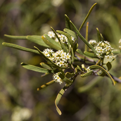 Geijera linearifolia