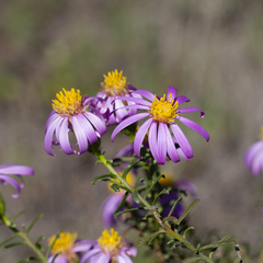 Olearia magniflora