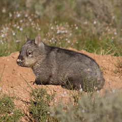 Lasiorhinus latifrons