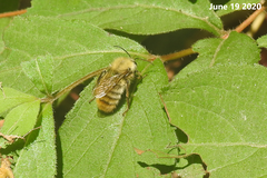 Bombus ardens