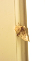 Phlogophora periculosa