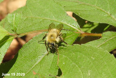 Bombus ardens