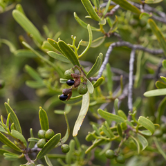 Geijera linearifolia