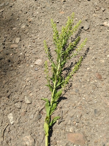 Image of Lepidium apetalum by (c) Дмитрий, some rights reserved (CC BY)