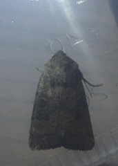 Hoplodrina octogenaria