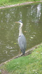 Ardea cinerea