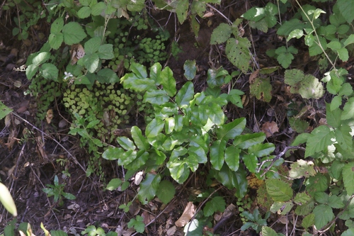 Berberis pinnata ssp. insularis