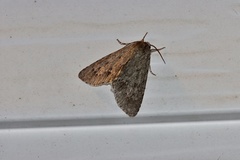 Acronicta