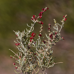 Chenopodium wilsonii