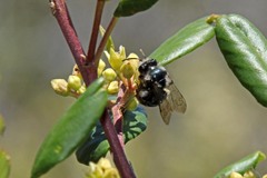 Andrena cerasifolii