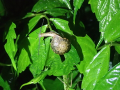 Satsuma
