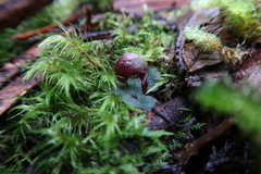 Corybas aconitiflorus